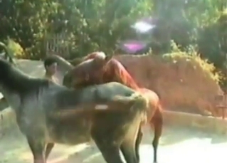 Guys gangbanging a hot horse