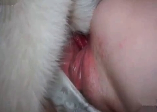 Cur cock getting blown lovingly