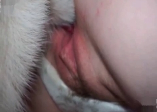 Cur cock getting blown lovingly