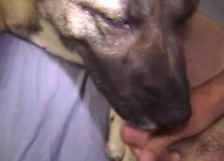Ass drilling for a slutty husky