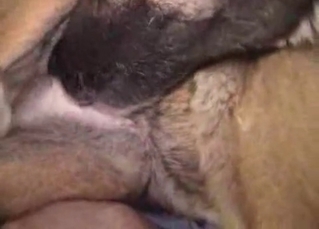 Ass drilling for a slutty husky