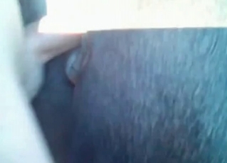 Pony gets fucked by its owner