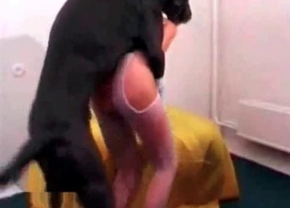 Black Doberman and a slutty babe