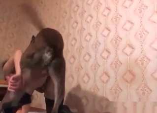 Trained dog trained for sex
