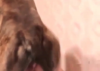 Trained dog trained for sex