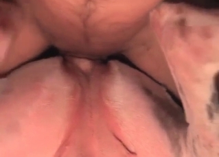 Horny dude fucking his slutty hound