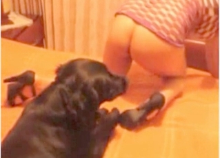 Moist cunt licked by a dog