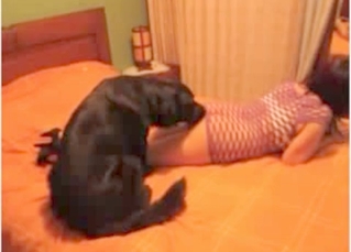 Moist cunt licked by a dog