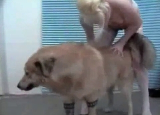 Mongrel being teased on cam