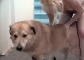 Mongrel being teased on cam