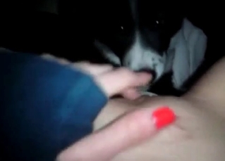 Cunnilingus from a husky