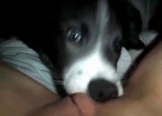 Cunnilingus from a husky