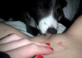 Cunnilingus from a husky