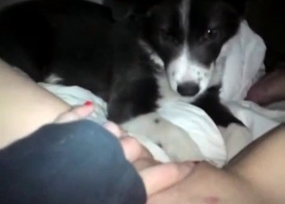 Cunnilingus from a husky