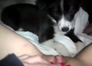 Cunnilingus from a husky