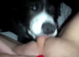 Cunnilingus from a husky