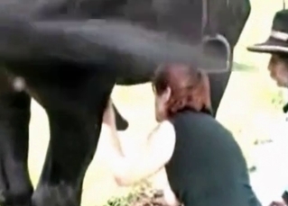Hung horse screwing a hot babe