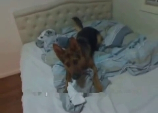 Cute little doggy railed hard