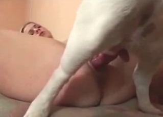 Special spaniel fucking a human
