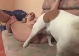 Special spaniel fucking a human