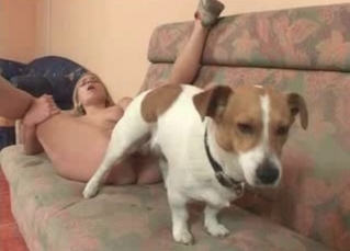 Special spaniel fucking a human