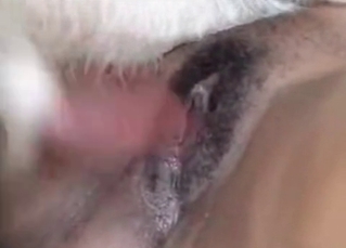 Sensational blonde fucking a horse