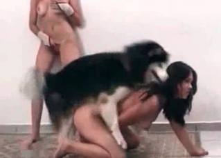 Attractive dog fucking stacked whores
