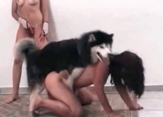 Attractive dog fucking stacked whores