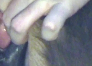 Mutt fucking its owner