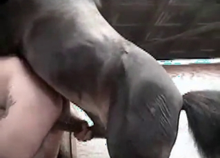 Stallion fucking a hot babe
