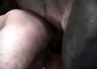 Stallion fucking a hot babe