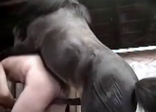 Stallion fucking a hot babe