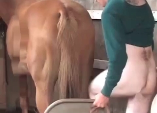 Barn sex for a flirty horse