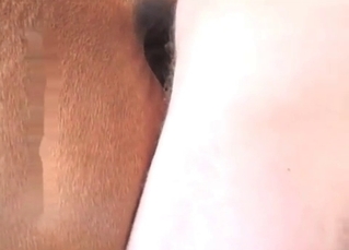 Barn sex for a flirty horse