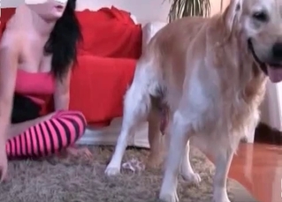 Masked owner blowing a dog