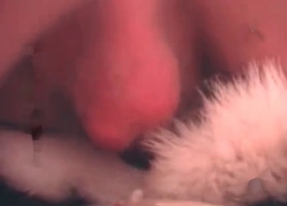 Young dog gets to fuck like it’s always wanted to