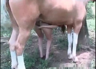 Sporty slut railed by a horse