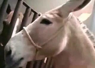 Horses fucking with passion