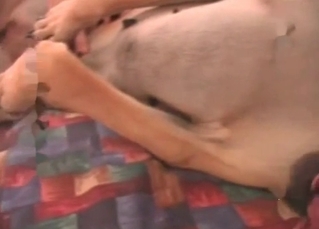 Bedroom blowjob for a retriever