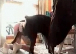 Bedroom sex with animals