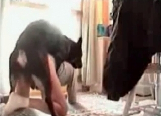 Bedroom sex with animals