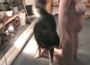 Skillful husky showing its worth