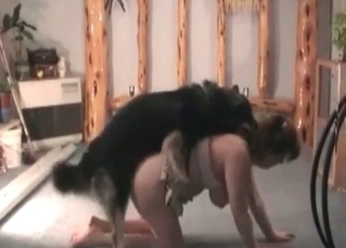 Skillful husky showing its worth