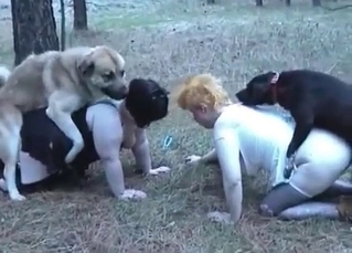 Stunning dog fucking like a pro