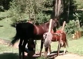 Stallions and their ravishing sex