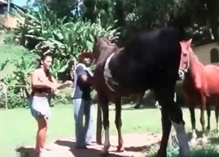 Stallions and their ravishing sex