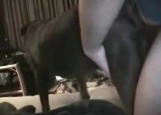 Bedroom fucking for an animal