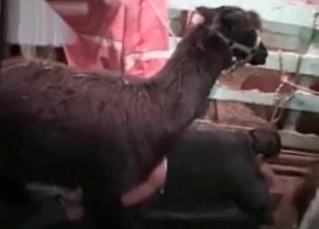 Animalistic sex on a farm