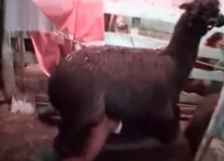 Animalistic sex on a farm