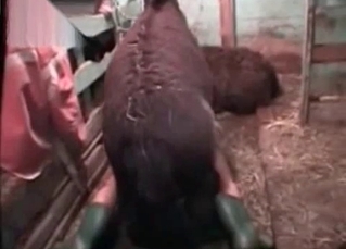 Animalistic sex on a farm